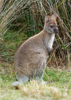 Klokan rudokrky - Macropus rufogriseus - Bennett's wallaby 5471